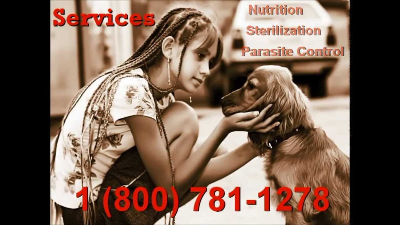 Veterinarian Example - Lead Generation Video - B&B Web Consulting