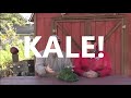 CSA Unboxing with Tom Graser, Week 18