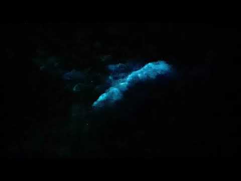 藍眼淚 - 19-3-2022 石排灣