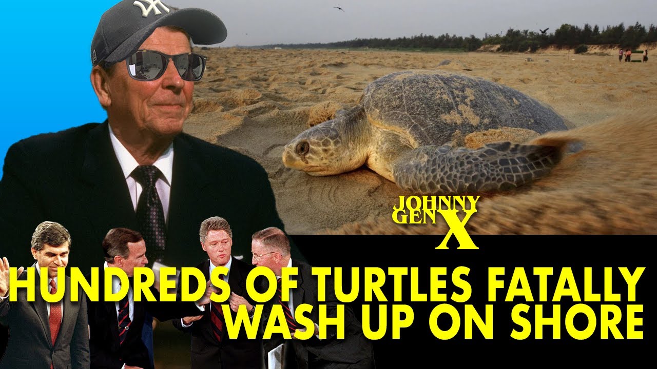 01.17.25 Hundreds of sea turtles have been found washed up on the shore ...