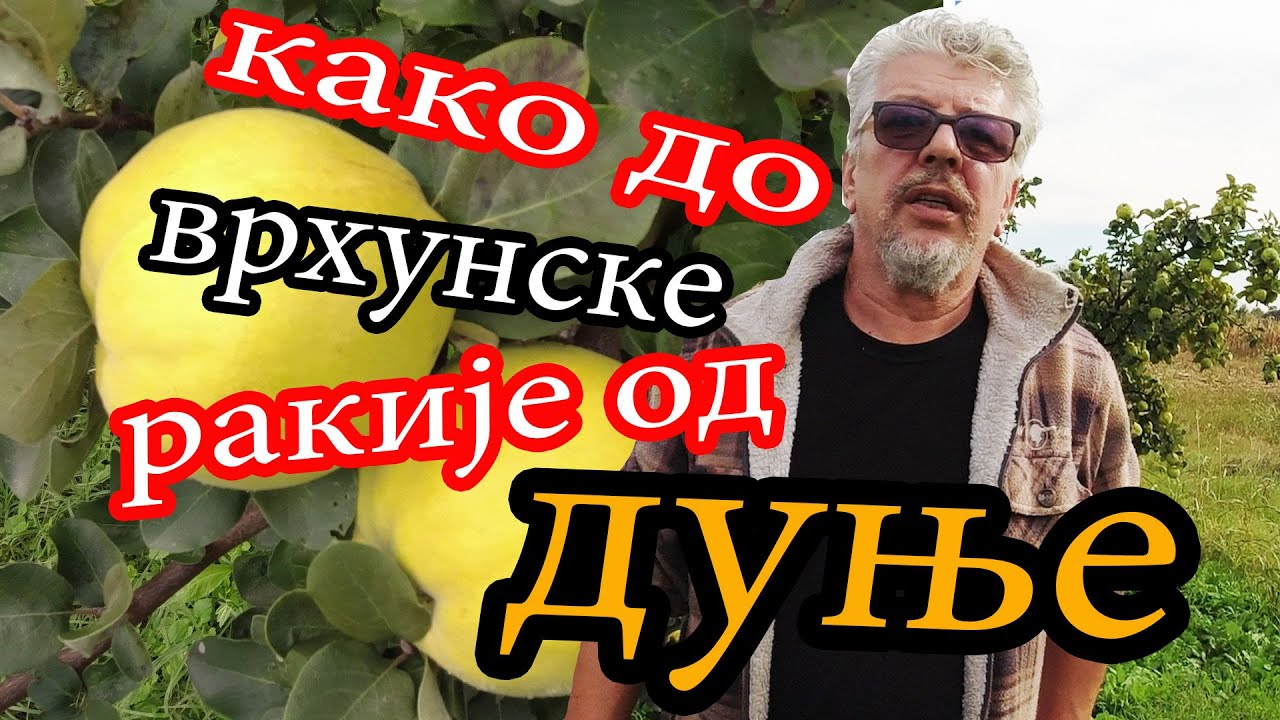 Kako do vrhunske rakije od dunje?