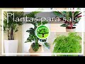 💚 As melhores plantas para sala de estar