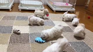 2019122024ボロニーズ2