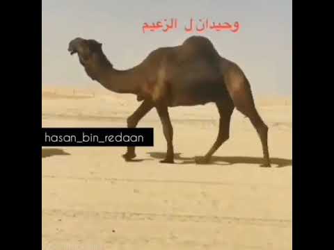 وحيدان الزعيم ولد وحيدان بعير ساري بن بلوش المزروعي وامه اخت الفرديه الذاير المالك هادف المنصوري