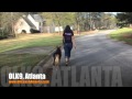 18 Month Old German Shepherd 18 Month Old German Shepherd