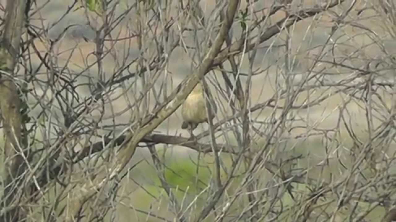 Chirruping Wedgebill near Broken Hill 