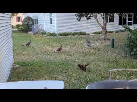 cat VS flock