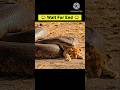 “अजगर (python) पर बेरहम बदला” #youtubeshorts #viral #shortsviral #tranding #facts #viralshort