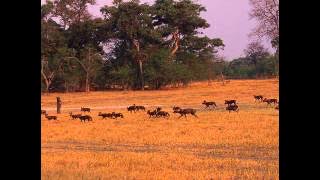 Rex Rabanye - Moya moya