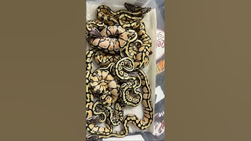 Clutch 2 has been cleaned up and moved to their shed box… #snake #morphagene #ballpython #python