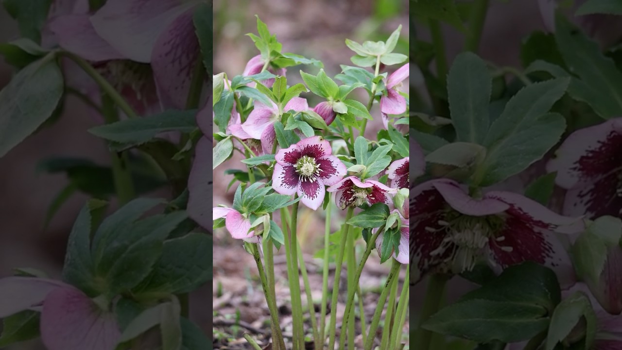 Late Winter Colour at Borde Hill