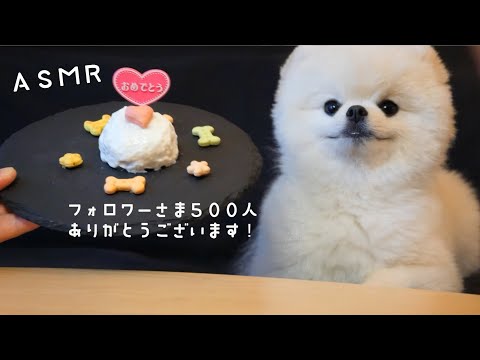 ASMR｜チャンネル登録者数500名様突破記念のケーキをペチャペチャと食べるポメラニアン【咀嚼音／Cooking／Mukbang】