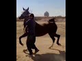 مادیان چهارشیر كرە شاهزادە سین متاسفانە تلف شد الخيل الحصان الحصان العربي الخيل العربيه