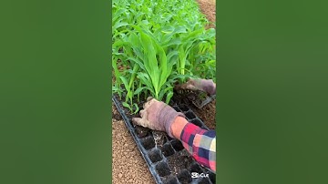 Healthy corn seedlings #smartfarming #agricultural #corn