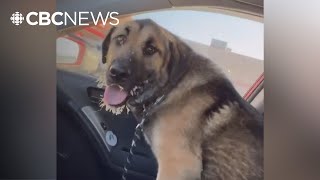 Man reunites owners with lost pet