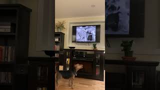 Welsh Terrier “Asta”,watching his favorite Show!!