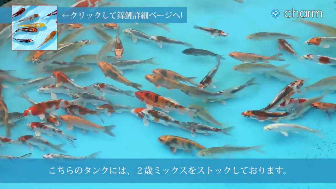 チャーム 錦鯉の飼育水槽 Youtube