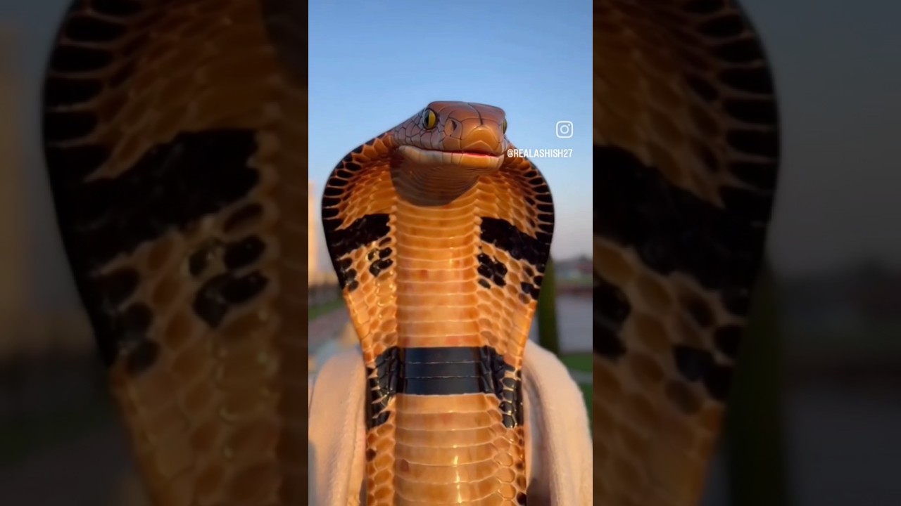 #trendingshorts — Ajay 1679 YouTube video