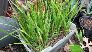 Dealing with pests in my winter palm garden
