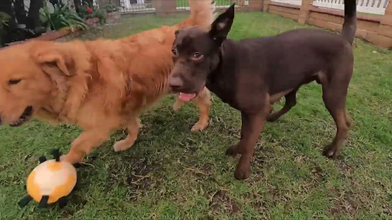 Akongy Large Soccer Ball for Dogs with Tabs