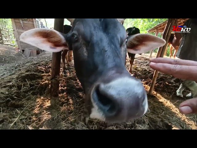 Nernak sapi kacang sapi kampung sampai beranak banyak, jadi gaperlu usaha kekota class=