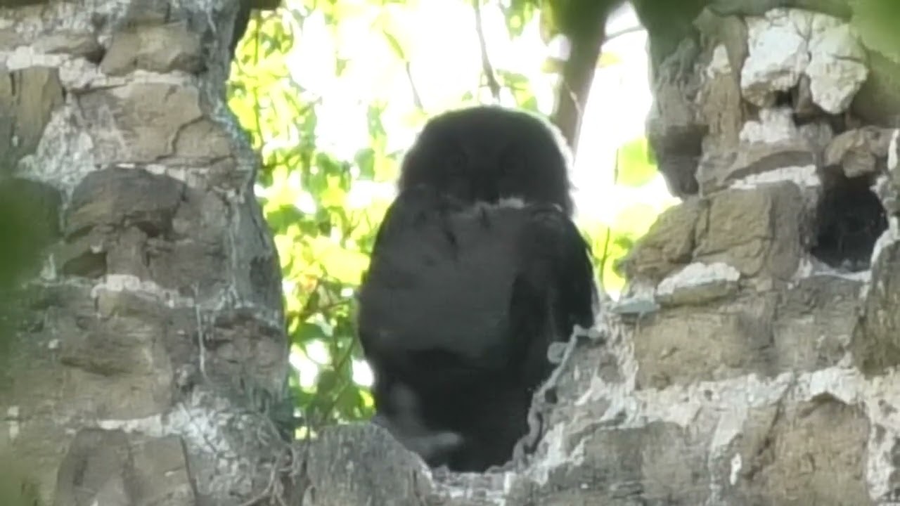 HIBOUX G D JUVÉNILES APREM ET SOIRÉE