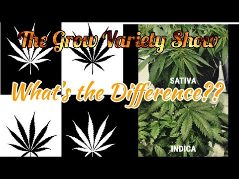 All I Could Find Out on Sativa & Indica Differences