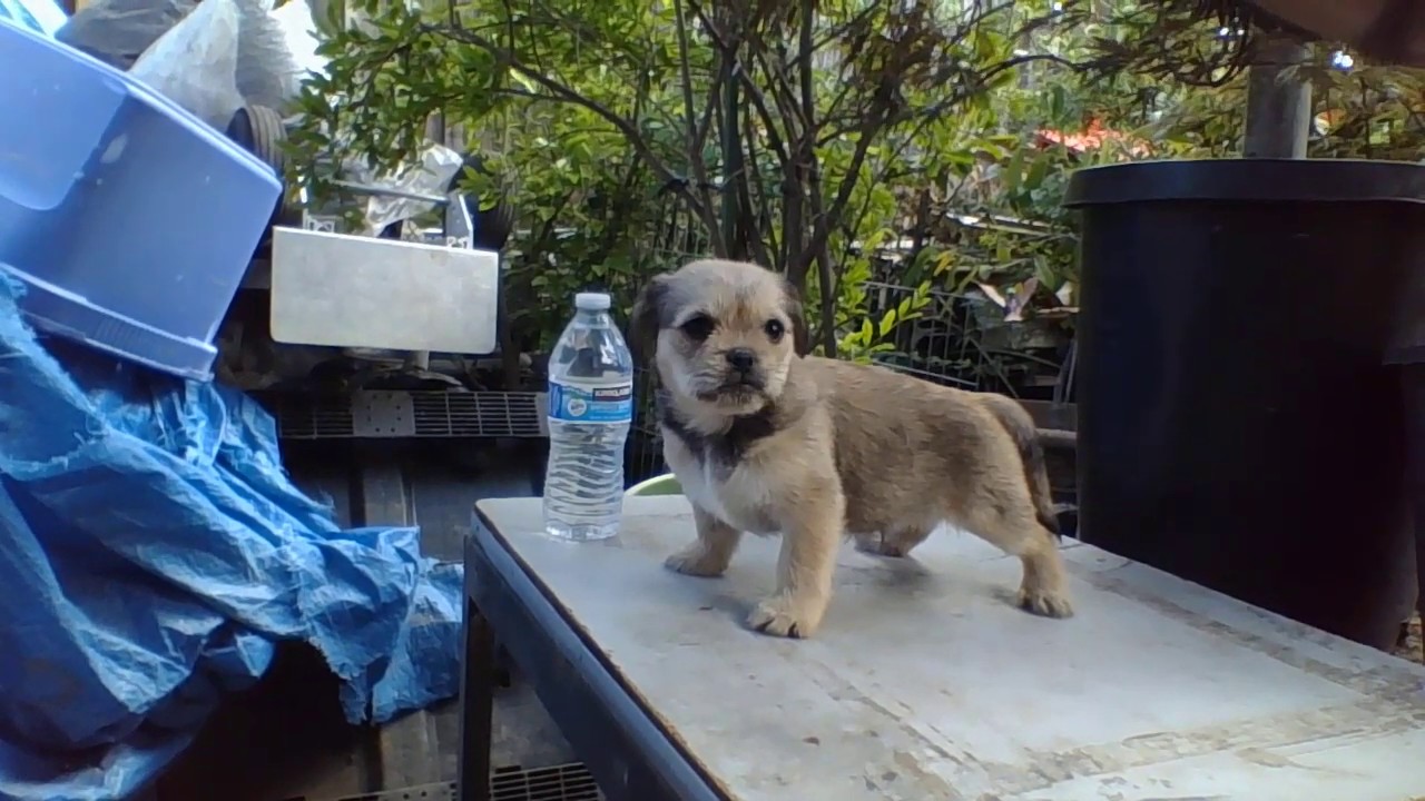 Huynhs Kennels & HK BullyCamp Picture Presents (Huynh Smokey)