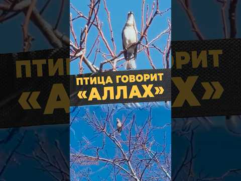 ПТИЧЬЕ ЗНАМЕНИЕ#мирадио #новости #islamicshorts #умма #аллах #кыргызстан #животные #чудесасвета