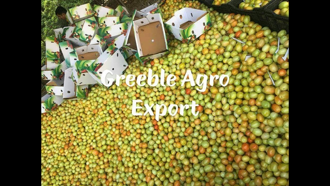 Top Quality Green and Red Tomato Exporter, Supplier and Wholesale Trader, For Dubai and Bangladesh.