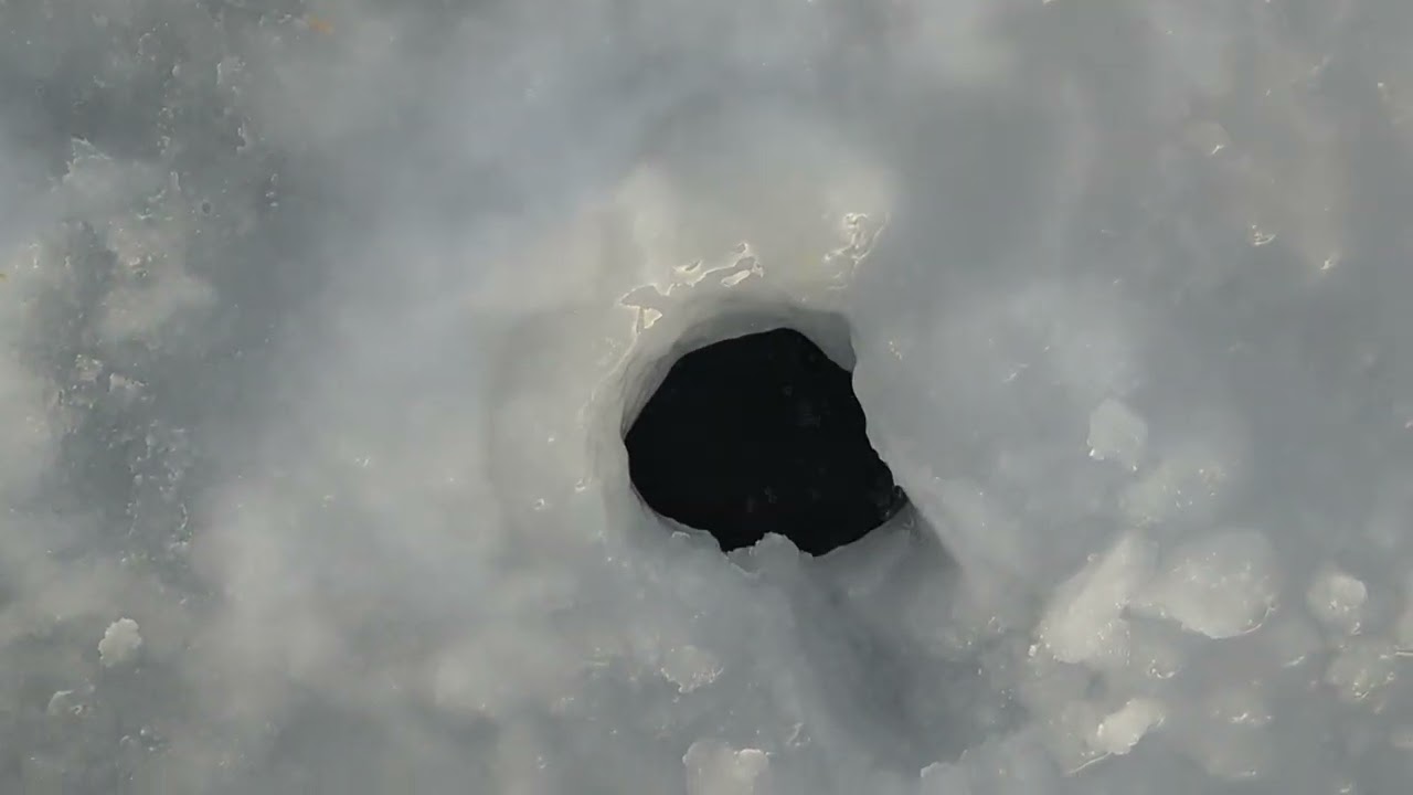 Seal breathing through ice hole
