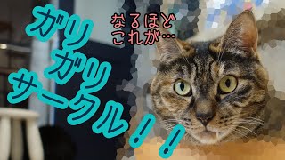 【猫用品】初めてガリガリサークルを買ったぎんだらの末路【ぎんだらとねこず】