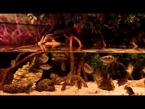 Georgia Aquarium Tour