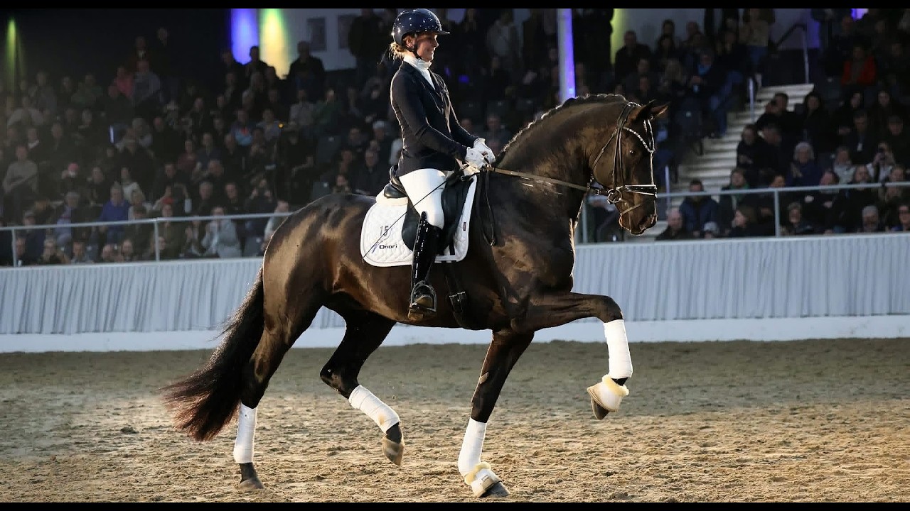 GREY TONIC - Hengstschau Verden 2026 - www.hengste-beckmann.de