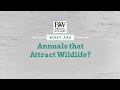 Annual Varieties that Attract Wildlife
