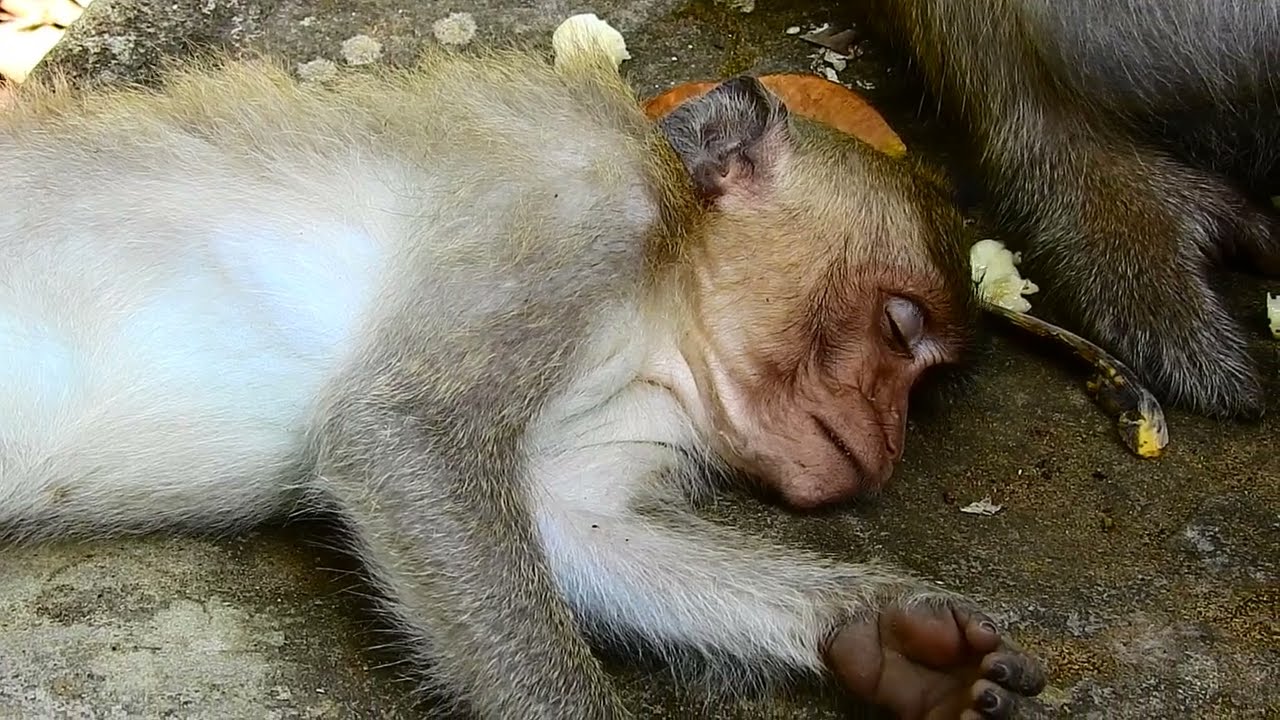 OMG Unbelievable when to poor monkey sleeping like this, Million pity