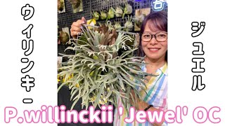 ビカクシダ★P.willinckii 'Jewel'★ジュエル★OC P.willinckii 'Jewel' OC ウィリンキージュエルを入手しました
