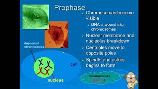 TOPIC 12: REPRODUCTION (MITOSIS) SCREENCAST #9