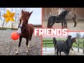 Visitors in the pasture! Best friends. How is Wûnder doing? And much more! | Friesian Horses