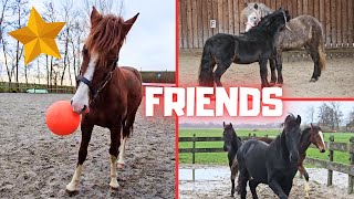 Visitors in the pasture! Best friends. How is Wûnder doing? And much more! | Friesian Horses by Friesian Horses 50,391 views 4 weeks ago 14 minutes, 51 seconds