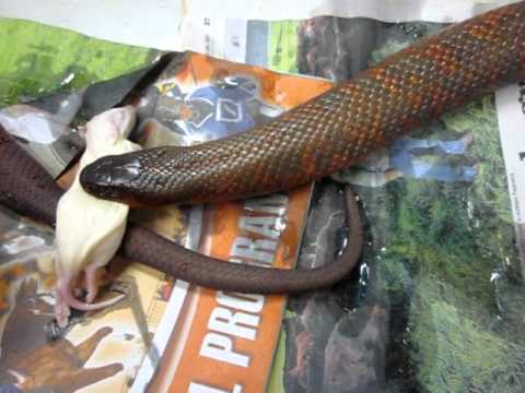 trademark meaning Jaffa Snake eating