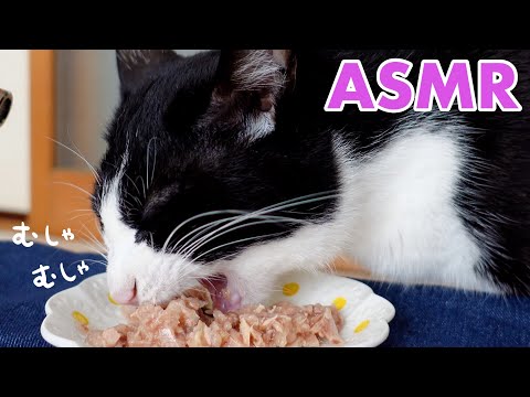 🍙👅ASMR｜大好きなウェットフードを食べる勢いが凄い猫＆グルーミング【咀嚼音】#230