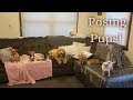 8 Dogs Posing!