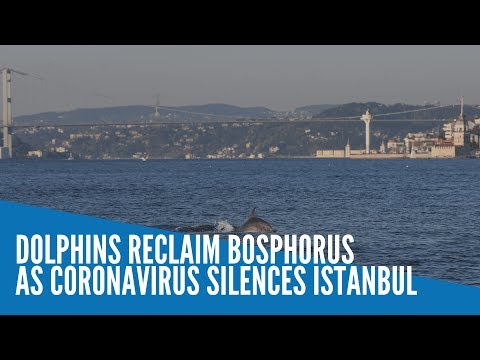 Dolphins reclaim Bosphorus as coronavirus silences Istanbul