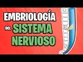 ✅ EMBRIOLOGÍA del SISTEMA NERVIOSO CENTRAL (Parte 2°) 🧠💥