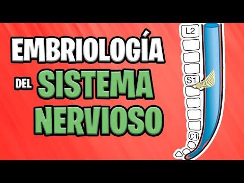 ✅ EMBRYOLOGY OF THE CENTRAL NERVOUS SYSTEM (Part 2) 🧠💥