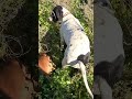 “Perros en Acción: Conejo Rojo 🔥”#Perros #Campo #Acción #Viral #Animales