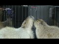 In Memory of Butter