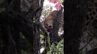 leopard tree meal #leopard #cat #nature #kill #eating #food #safari #adventure #africa #african