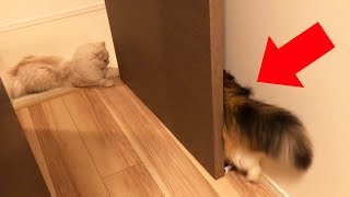 猫ってそんな狭いとこ入れるの？www